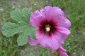 A bright lilac Alcea setosa flower with a yellow heart on the bank of the Shofet creek in Israel