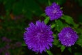 Bright lilac autumn Aster flower