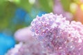 Bright lilac bloom on blue sky background