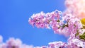 Bright lilac bloom on blue sky background