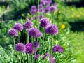 Bright lilac blooming aflatuni onion Latin name Allium aflatunense