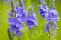 Bright lilac colored flowering speedwell plants with spikes