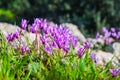 Bright lilac cyclamen flowers in spring