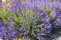 Bright lilac decorative flowers growing on a street