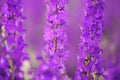 Bright lilac of delphinium.