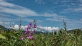 A bright lilac field flower Willow-herb  grows in a green meadow. Royalty Free Stock Photo