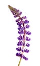 Bright lilac lupine flower branch