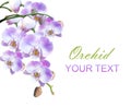 Bright lilac orchids isolated Royalty Free Stock Photo