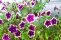 Bright lilac petunia flowers