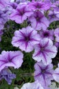 Bright lilac petunia flowers