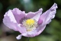 Bright Lilac and Purple Breadseed Poppy Flower in the wind on a green spring garden. Gentle movements in the spring breeze. Royalty Free Stock Photo