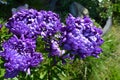 Bright lilac, violet aster. Bouquet of asters. Royalty Free Stock Photo