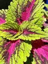 Green, Pink, Burgundy Coleus French Quarter Plant Royalty Free Stock Photo