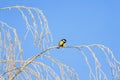 little bird tit is sitting on birch branches covered with fluffy white frost and snow in a winter frosty park against a Royalty Free Stock Photo