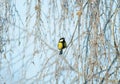 Beautiful bright little bird tit is sitting on birch branches covered with fluffy white frost in a winter park