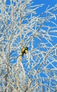 Bright little bird tit is sitting on tree branches covered with fluffy white frost and snow in a winter frosty park against the Royalty Free Stock Photo