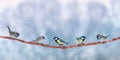 Bright little birds chickadees and sparrows sit on a branch in a winter snow park