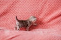 Bright little British lop-eared cat turned tail forward, white stripes on a pink background. horizontal photo Royalty Free Stock Photo