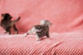 Bright little British lop-eared cat turned tail forward, white stripes on a pink background. horizontal photo Royalty Free Stock Photo