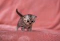 Bright little British lop-eared cat, white stripes on a pink background. horizontal photo Royalty Free Stock Photo