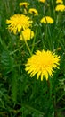 Bright little flowers fluffy yellow dandelions among green grass in meadow Royalty Free Stock Photo