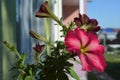 Bright little garden on balcony. Beautiful petunia with vivid flowers Royalty Free Stock Photo