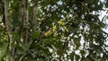 A bright little tropical bird coereba flaveola bananaquit Royalty Free Stock Photo