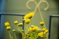 Bright little Yellow crotons flowers Royalty Free Stock Photo