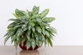 Bright living room with Aglaonema Maria houseplant, Chinese Evergreen Royalty Free Stock Photo