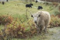 A bright long haired Domestic Yak Bos grunniens, standing in the grassland of Tagong Royalty Free Stock Photo