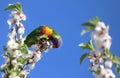 A bright lorikeet parrot sits on a branch of an almond tree with white flowers against a blue sky Royalty Free Stock Photo