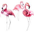Bright lovely tender gentle sophisticated wonderful tropical hawaii animal wild summer beach pink flamingos pattern watercolor han