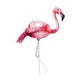 Bright lovely tender gentle sophisticated wonderful tropical hawaii animal wild summer beach pink flamingos pattern watercolor han Royalty Free Stock Photo