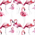 Bright lovely tender gentle sophisticated wonderful tropical hawaii animal wild summer beach pink flamingos pattern watercolor han Royalty Free Stock Photo