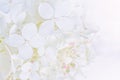 Bright luminous white Hydrangea flowers