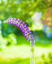 Bright Lupin in the light of the setting sun in the green grass Royalty Free Stock Photo