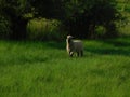 A closeup front view, of a cute little fat, porky lamb sheep walking through green grass fields and pastures