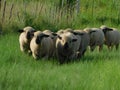 A closeup from a front view, of a herd of adorable lamb sheep walking in a line through green grass fields and pastures