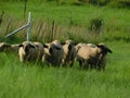 A closeup from a front view, of a herd of adorable lamb sheep walking through green grass fields and pastures
