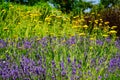 Bright blooming purple, yellow flowers and green meadow. bee pasture