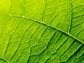 bright macro photo of green fresh leaf veins Royalty Free Stock Photo