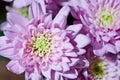 Bright macro photo of violet dahlia flowers