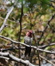 California Wildlife Series - Anna\'s Hummingbird Flirting Shows Its Colors - Calypte Anna