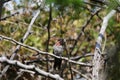 California Wildlife Series - Anna\'s Hummingbird Flirting Shows Its Colors - Calypte Anna