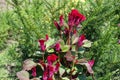 Bright magenta colored flowers of Celosia argentea var. cristata Royalty Free Stock Photo