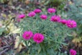 Bright magenta colored flowers of Michaelmas daisies Royalty Free Stock Photo