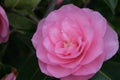 Bright magenta flower of camellia. Pink fresh camellia flower head macro close up. Royalty Free Stock Photo