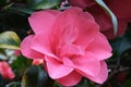Bright magenta flower of camellia. Pink fresh camellia flower head macro close up. Royalty Free Stock Photo