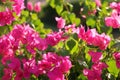 Bright magenta flowers in blossom in sunny day. Pink floral background. Purple Bougainvillea spectabilis. Interesting Royalty Free Stock Photo