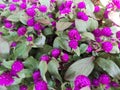 Bright magenta flowers in bushes